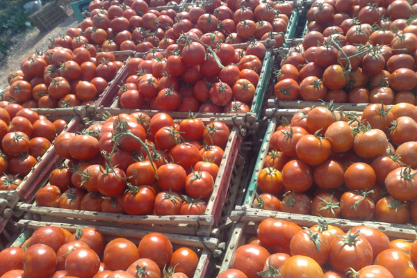 تلف أطنان من الطماطم في طوابير الانتظار أمام المصانع بين عنابة وسكيكدة