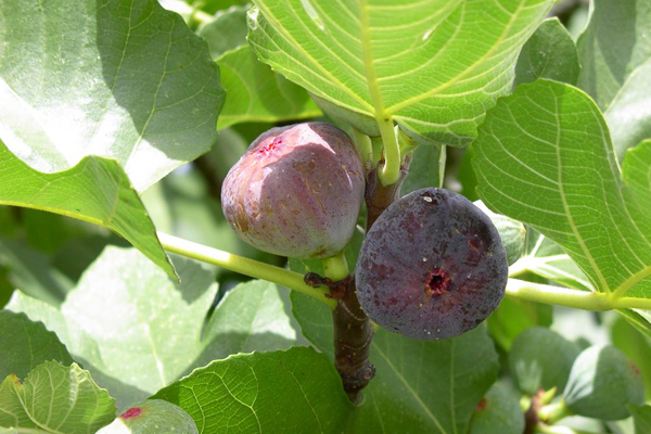 بلدية بني معوش ببجاية تحي تظاهرة عرس التين