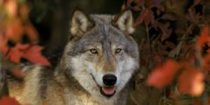 France - Faut-il abattre les loups pour protéger les troupeaux ?