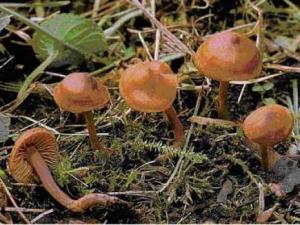 Le nom d'une chercheuse algérienne donné à un champigon