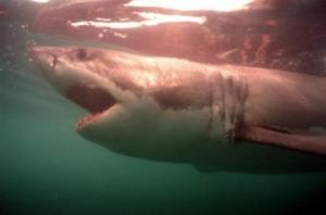 L'Institut océanographique de Paris plonge au secours de la méditerranée et ses grandes espèces
