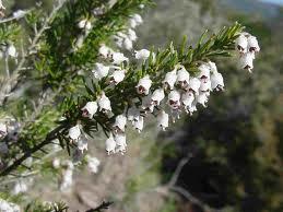 BRUYERE ARBORESCENTE