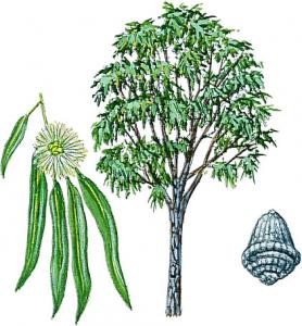 EUCALYPTUS
