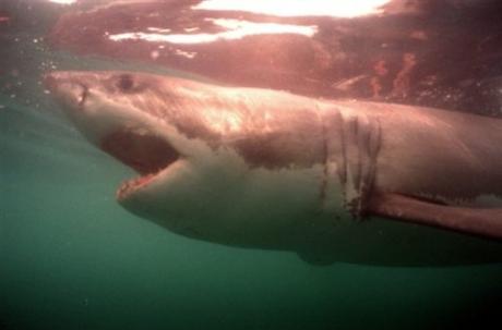 L'Institut océanographique de Paris plonge au secours de la méditerranée et ses grandes espèces