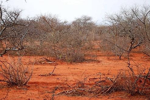 Pourquoi la sécheresse sévit sur la corne de l'Afrique ?