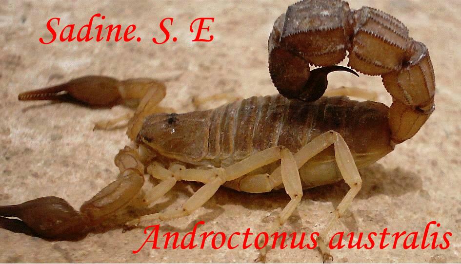 Le scorpion tue encore à Naâma : Décès d'une fillette de 10 ans à Aïn Sefra