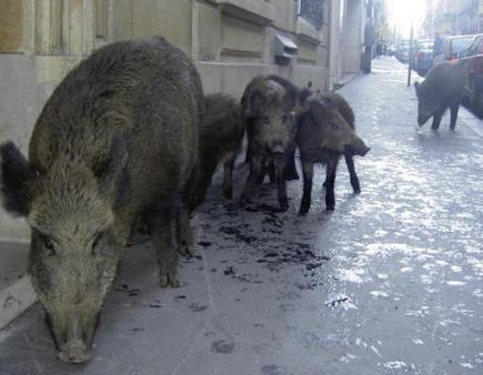 الخنازير تجتاح شوارع العاصمة !