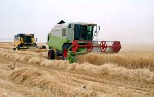 جمع 480 ألف قنطار من الحبوب بالوادي