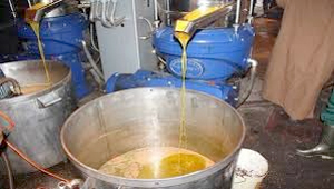 L'huile d'olive de Jijel, une qualité reconnue et certifiée