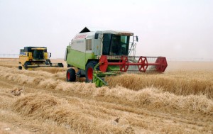 جمع 480 ألف قنطار من الحبوب بالوادي