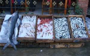 المطالبة بإعادة فتح السوق الأسبوعية بالقل في سكيكدة