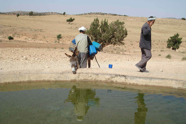 مواطنون بالأغواط يقاسمون مواشيهم شرب المياه من الآبار