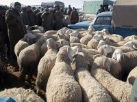 Grande animation et des moutons à des prix distincts