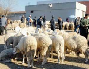 حركية كبيرة في الأسواق الأسبوعية للماشية بالجلفة