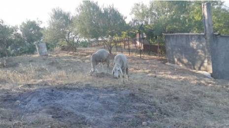 Les premiers moutons arrivent