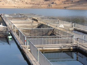 إنتاج 200 طن من سمك القط بمركب 