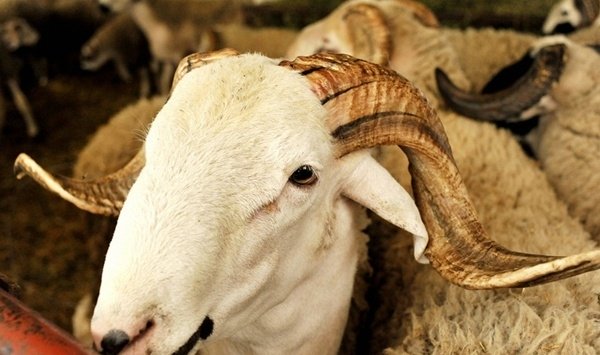 119 موقعا مرخّصا لبيع الأضاحي بالعاصمة