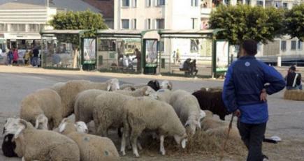 119 موقعا مرخصا لبيع الأضاحي و144 بيطريا لمراقبتها بالعاصمة