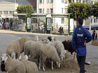 Alger/ Vente des moutons pour l'Aïd