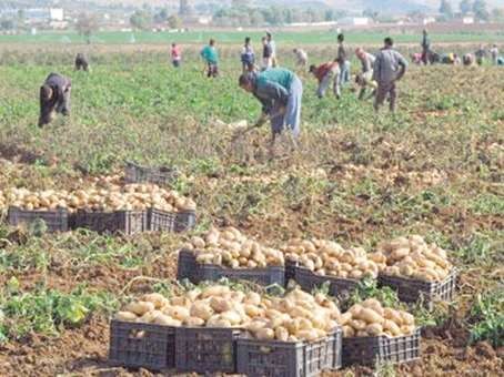 L'économie algérienne à l'épreuve de Marsyas !