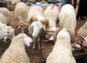 السطو على 72 رأس ماشية بالجلفة