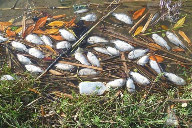 Des centaines de poissons morts près de l'oued El-Kebir