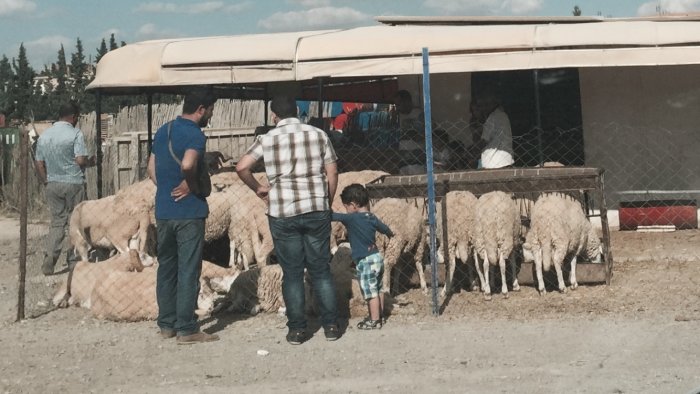 Hausse des prix du mouton à l'approche de l'Aïd