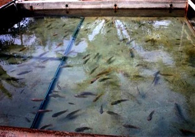 Un contrebandier arrêté