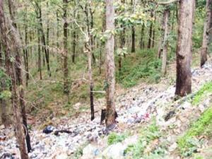 Wilaya de Tizi Ouzou - Les massifs forestiers dépérissent
