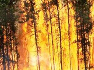 17 foyers d'incendie enregistrés à Mostaganem : Plus de 15 hectares ravagés par le feu