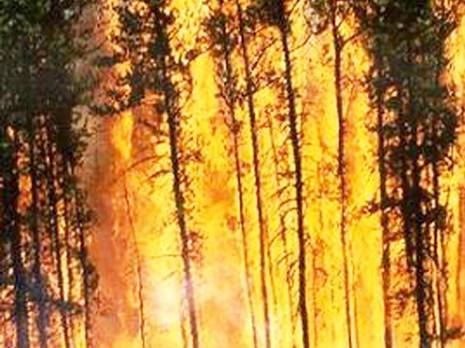 17 foyers d'incendie enregistrés à Mostaganem : Plus de 15 hectares ravagés par le feu