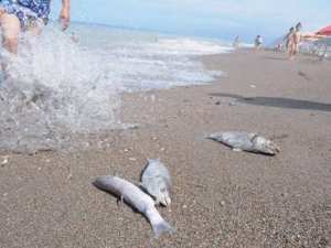 Oued Soummam (Béjaïa)