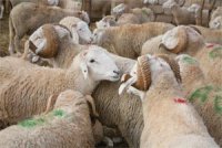 Le marché s'enflamme