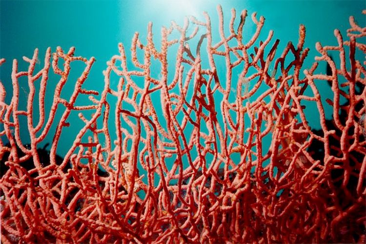 حجز‮ 02 ‬كلغ‮ ‬من المرجان الخام بمنطقة الحدادة بالطارف