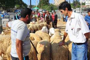 نحر الأضاحي يتحول إلى حرفة مطلوبة ببسكرة