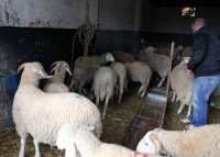 Un fichier national des éleveurs de bétail