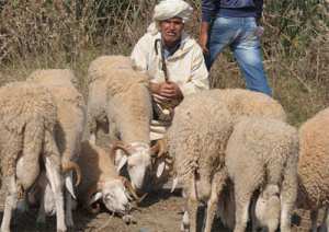 Vers un fichier national des éleveurs et de leurs biens