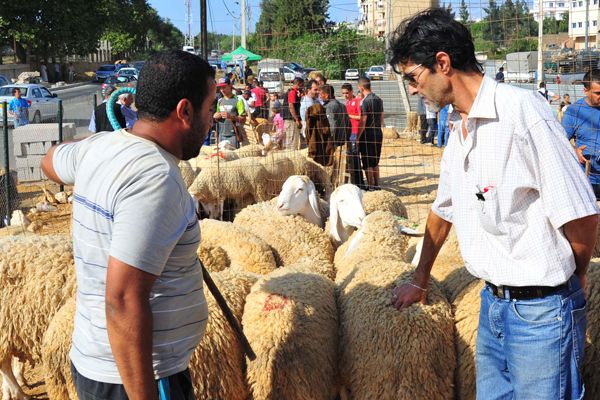 نحر الأضاحي يتحول إلى حرفة مطلوبة ببسكرة