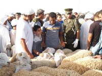 Un mouton « mannequin » d'Ouled Djellal cédé à 60.000 DA