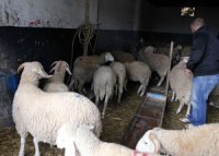 Un fichier national des éleveurs de bétail