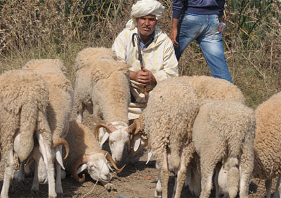 Vers un fichier national des éleveurs et de leurs biens