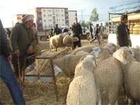 Tipasa / Avec ces moutons très très chers