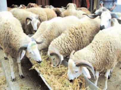 A quelques jours de l'Aïd el Adha