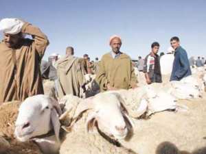 Le mouton, entre tradition et sacrifice religieux