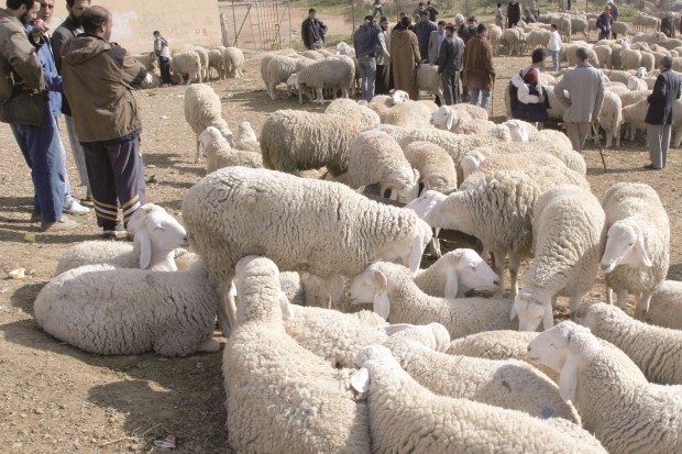 Un souk à bestiaux à ciel ouvert
