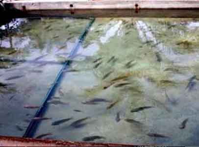 Aquaculture à Illizi