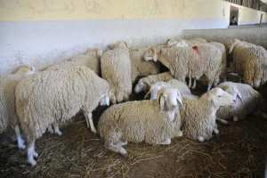 تفكيك شبكتين لتهريب الماشية إلى تونس عبر سوق أهراس