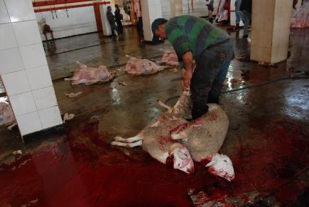 تدعيم مذابح العاصمة ب 144 بيطري لمراقبة مليون أضحية يوم العيد