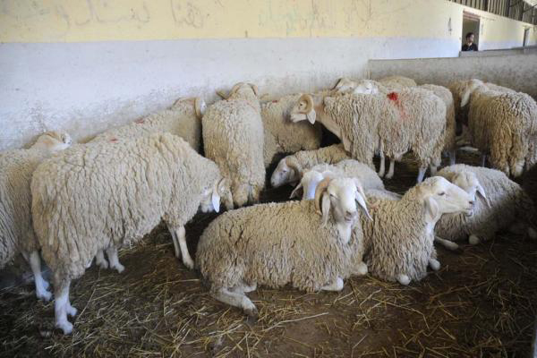 تفكيك شبكتين لتهريب الماشية إلى تونس عبر سوق أهراس