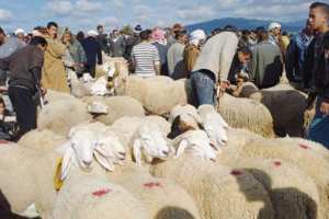 شوارع وأحياء الأغواط تتحول لأسواق يومية لبيع المواشي وتضارب في الأسعار